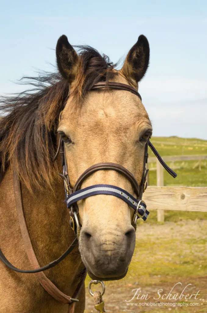Horse photography on Inishbofin