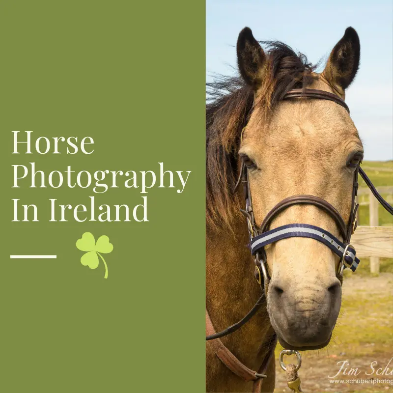 Horse Photography On Inishbofin, Ireland