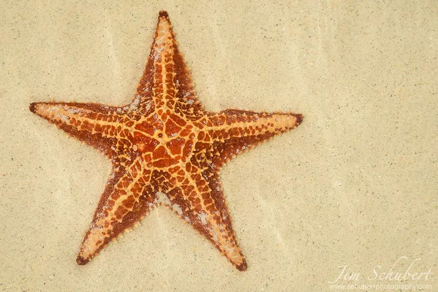 Starfish underwater on sand (Schubert Photography)