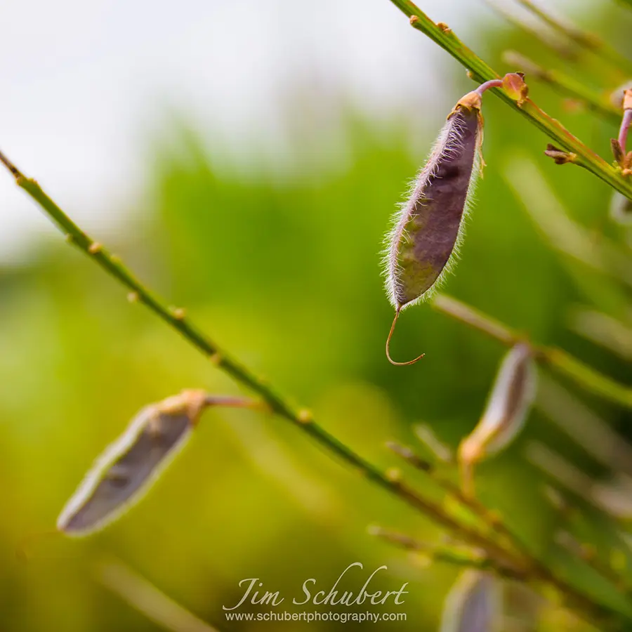 purple seeds on green background (Schubert Photography)